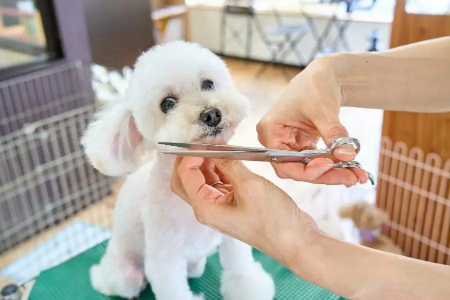 Um cachorro pequeno sendo tosado com tesoura
